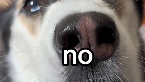 Dogs can speak English.😂