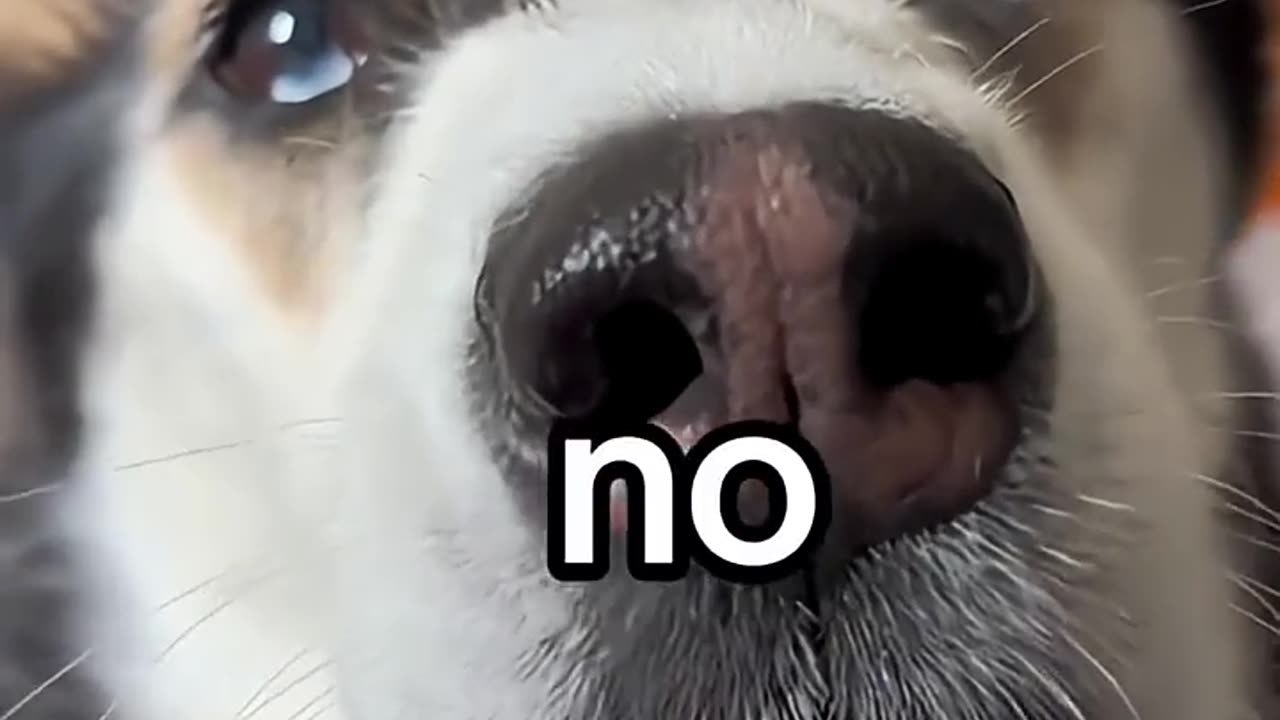 Dogs can speak English.😂