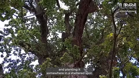 Monica reports on Romania’s oldest tree, the mighty oak of Mercheasa 🌳