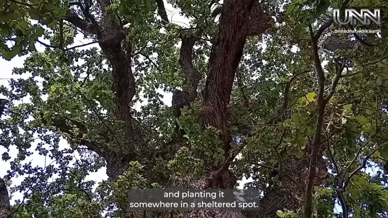 Monica reports on Romania’s oldest tree, the mighty oak of Mercheasa 🌳