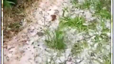 SILNÉ KRUPOBITÍ V ARGENTINĚ 9.11.2025