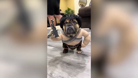 Unexpected Funny Video By Animals