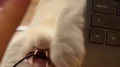 Cat's comedy Videos 🤣 so cute videos 😍