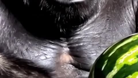 Watermelon ASMR But It’s a Gorilla Whispering 🦍🍉