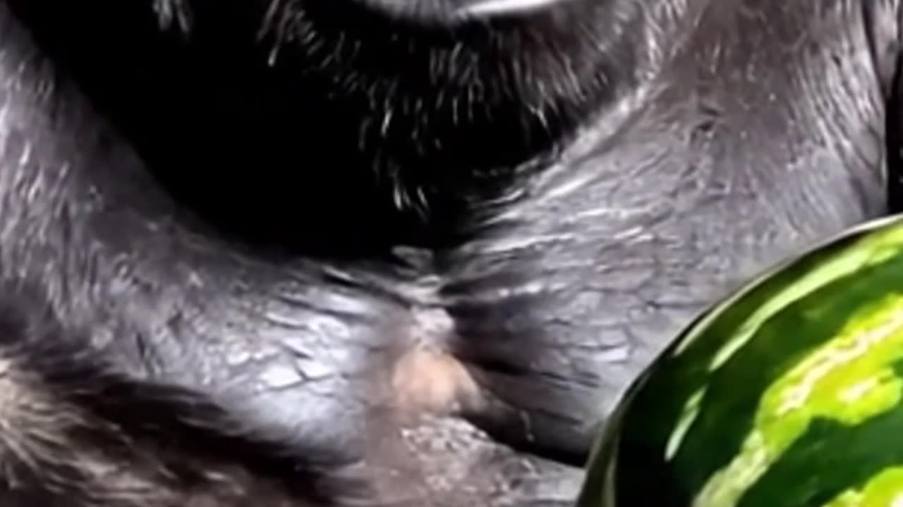 Watermelon ASMR But Itโs a Gorilla Whispering ๐ฆ๐