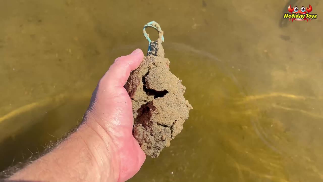 Brown Crab Camouflaged in Clay to Hide from Shark