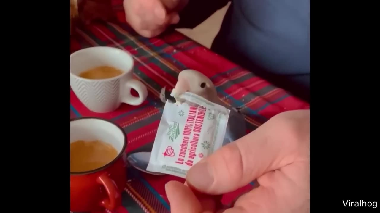 The Best video Of The Internet 2024
