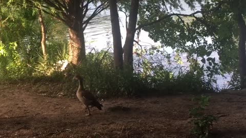 The duck is looking for its friend.