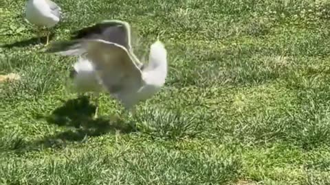 😂🐹 Mom, Jerry is Biting My Tail Again! | FunFM