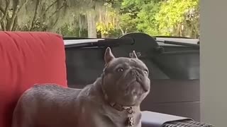😂🐶 This Bulldog's Core Strength is INSANE! | FunFM