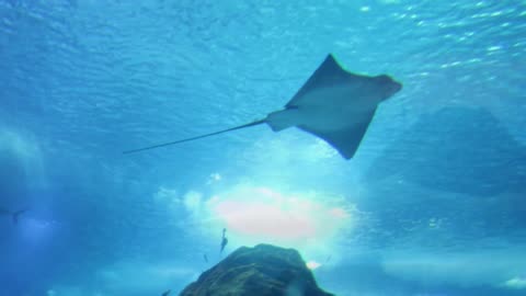 Manta Ray fish