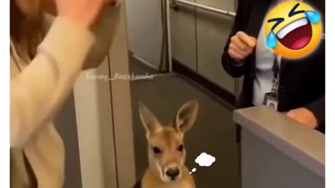 Dog funny short video (720p)hd