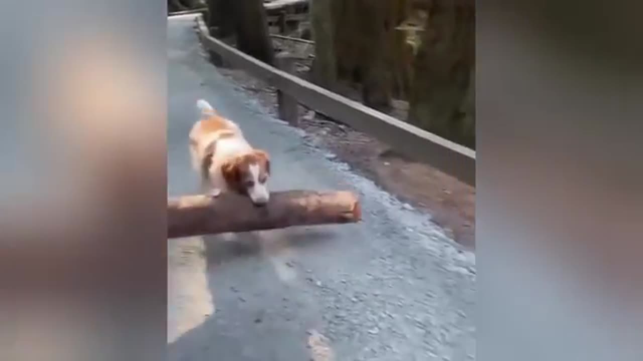 Funniest Animal Videos Ever 3