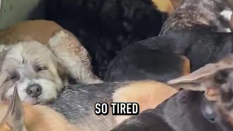 The job of the dog hiker in NYC
