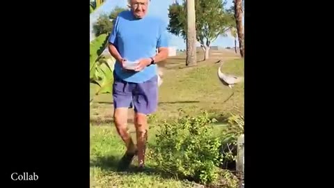 The Ultimate Laugh Attack: Animal Edition 🐶🐱 | Best Funny Animals 2025