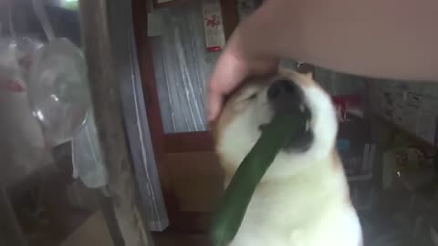 Doge Store Clerk (Shiba)--Shiba Inu In Tokyo