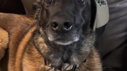 Funnh video