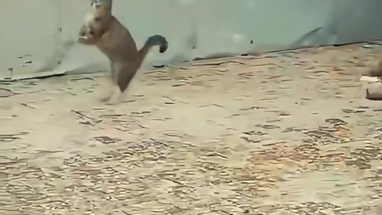 Winter Whiskers: Adorable Cats Loving the Cold! ❄️🤍