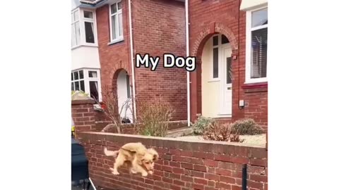 dog being dogs