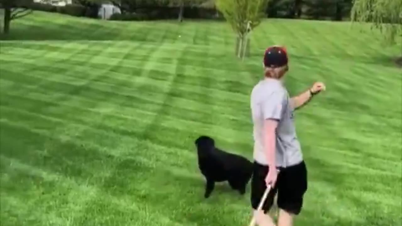 Smart dog.. 😂