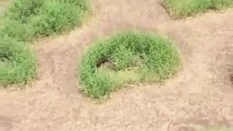 ✨🌍 How Simple Crescent Holes Are Transforming Tanzanian Deserts! | FeedMyCuriosity