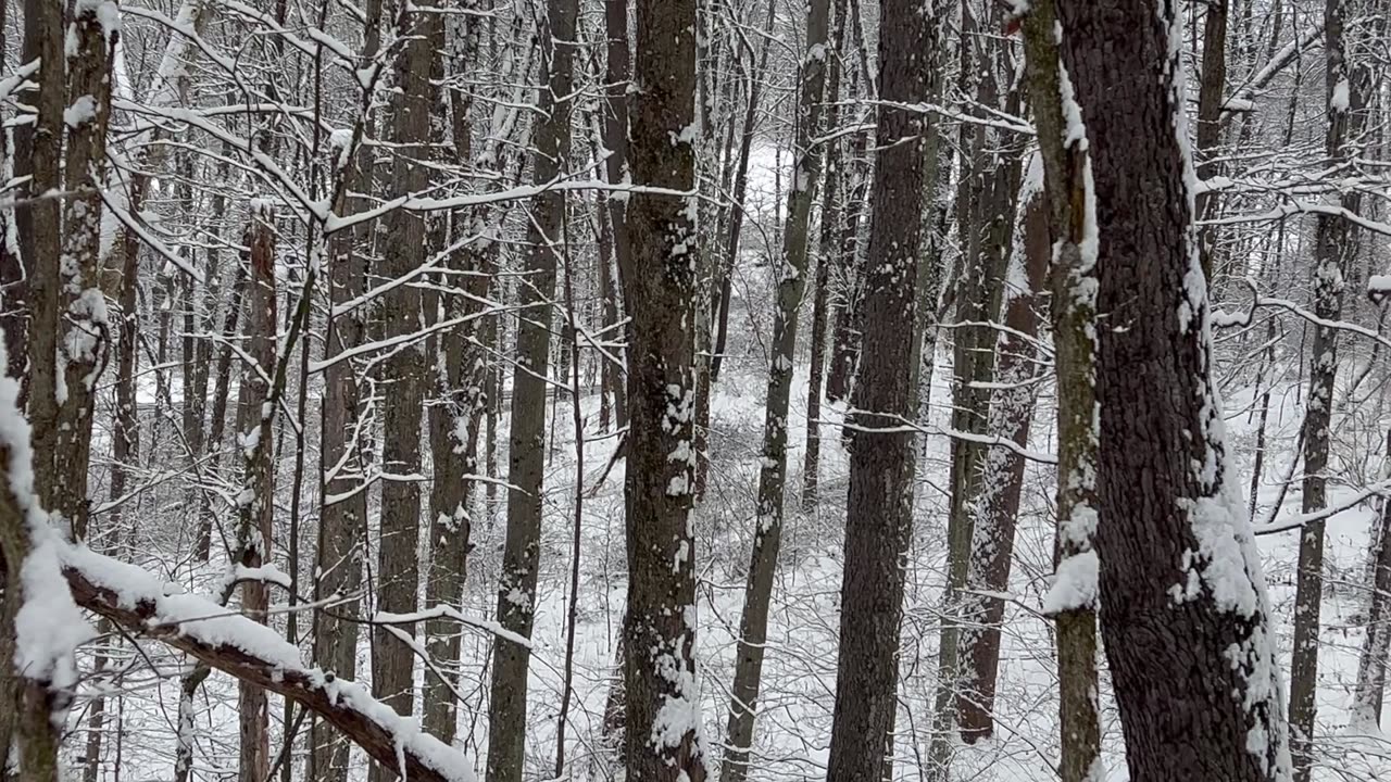 Ohio Deer Season 2025