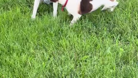 These crazy Jack Russells are in action! They're breaking down trees like Terminators! 💥