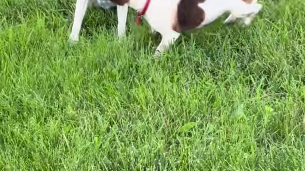 These crazy Jack Russells are in action! They're breaking down trees like Terminators! 💥