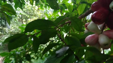 Malay apple is on...