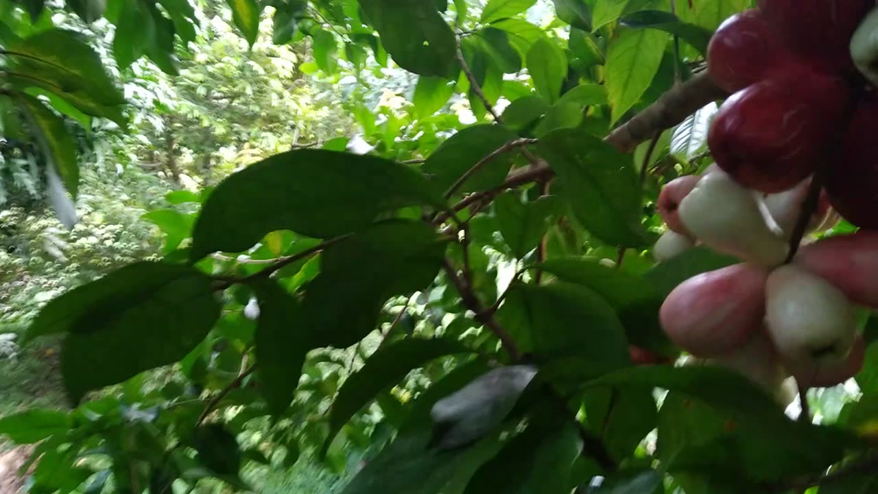Malay apple is on...