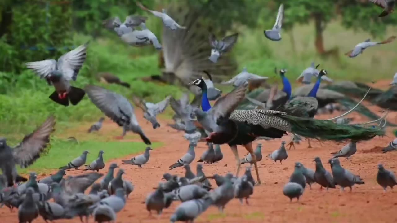 Cute Peacock's cute sound