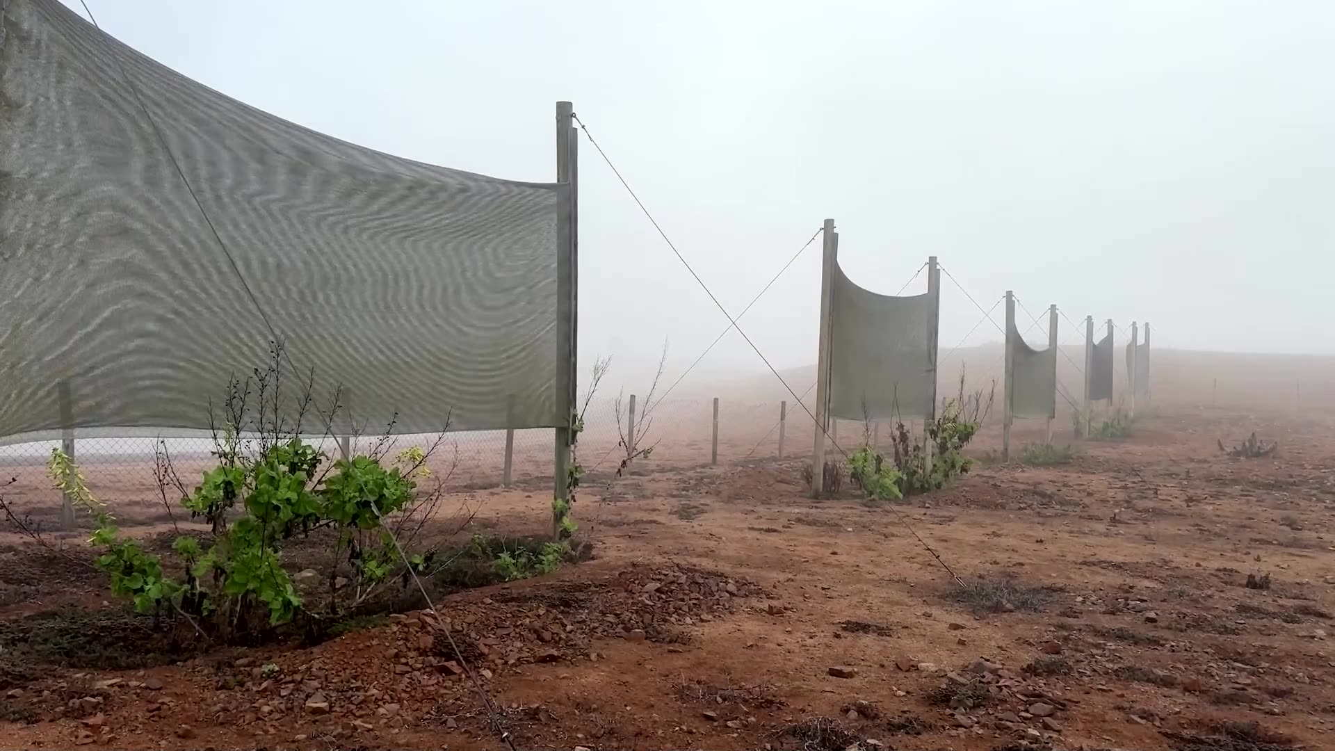 How to grow lettuce in the driest desert on Earth