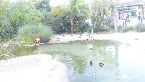 Birds chillaxin to Michael Jackson