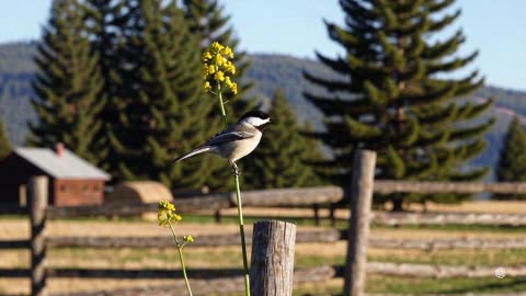 Black-capped Chickadee Loop