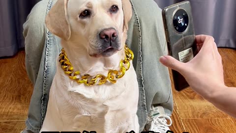 狗子：我是不是上当了 Dog: Am I fooled?