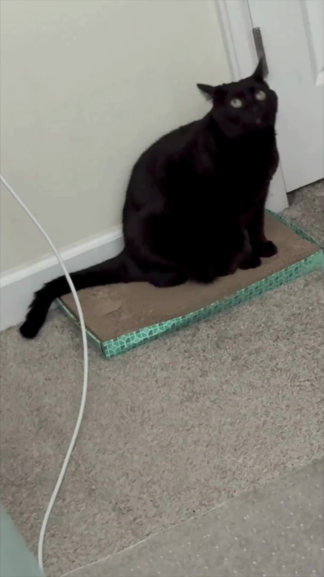 A Moment with Precious Piper on Her Office Tuffet - My Adopted Shelter Cat Vlog #shorts