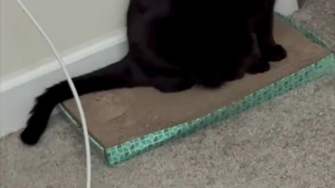 A Moment with Precious Piper on Her Office Tuffet - My Adopted Shelter Cat Vlog #shorts