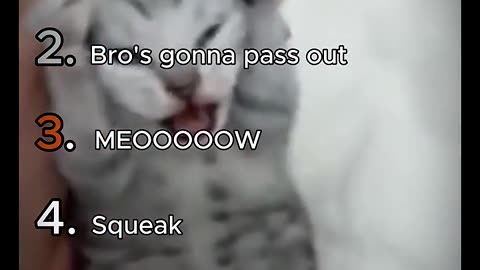 Ranking Cat Meows