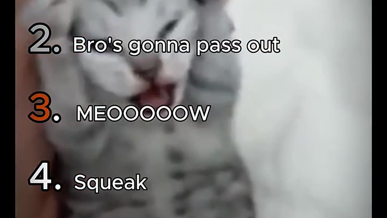 Ranking Cat Meows