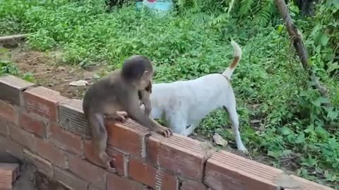 Puppies Vs Baby Monkey