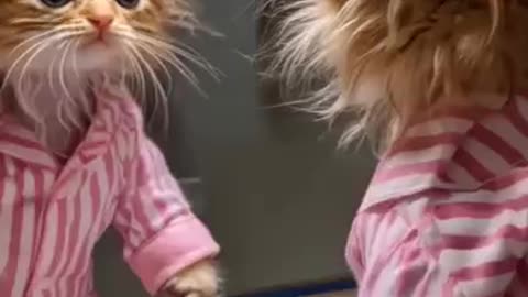 Funny cats