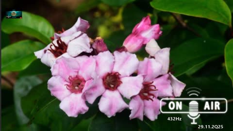 #165 audycja radiowa nadawana w częstotliwości 432Hz