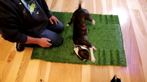 Three Oranges Artificial Grass Mat Dog Training Gadget Review