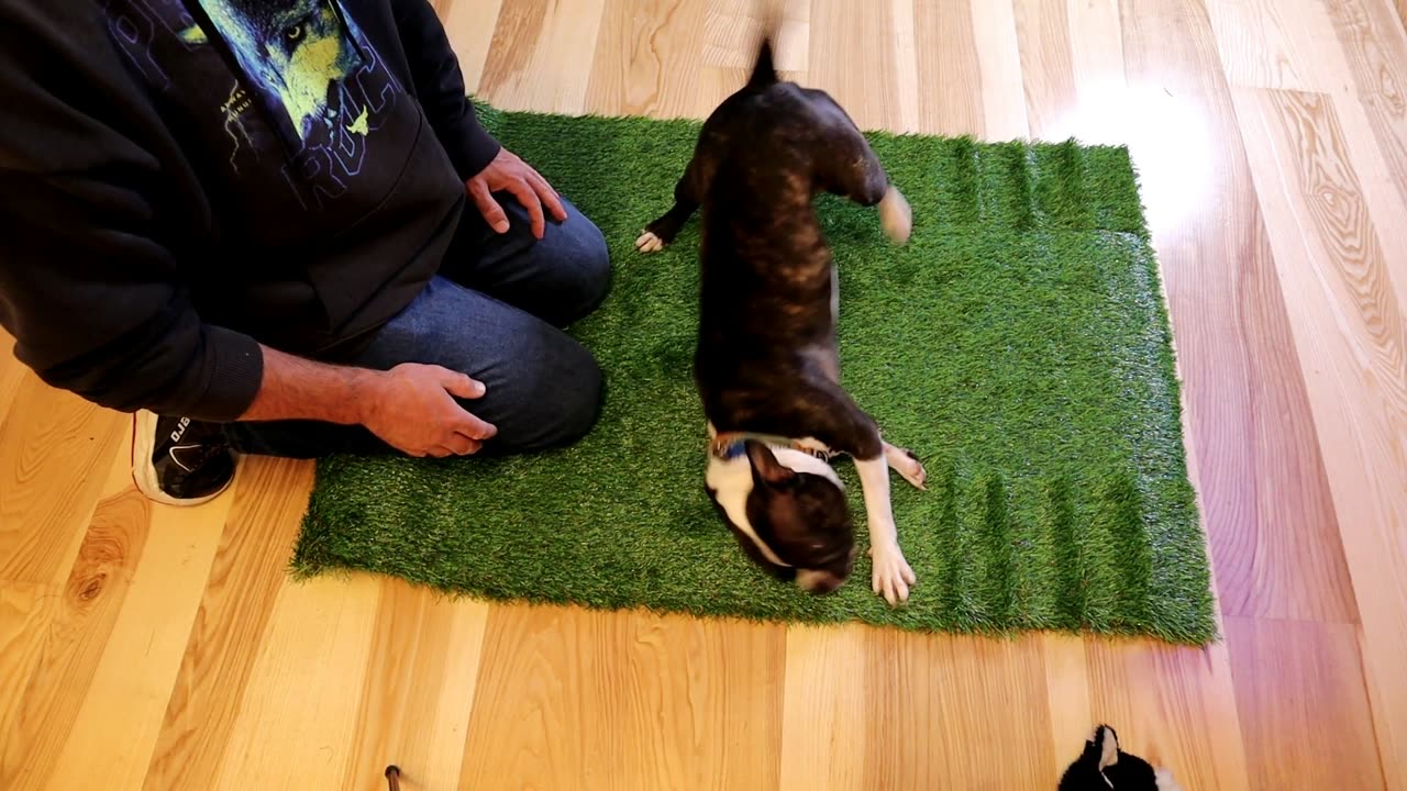 Three Oranges Artificial Grass Mat Dog Training Gadget Review