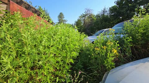 the Forest Left Him Speechless – DFG118932KH #PlantifyLifeUS #WildernessFinds #VintageVehicles