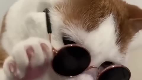 Funny moments of cut puppy's