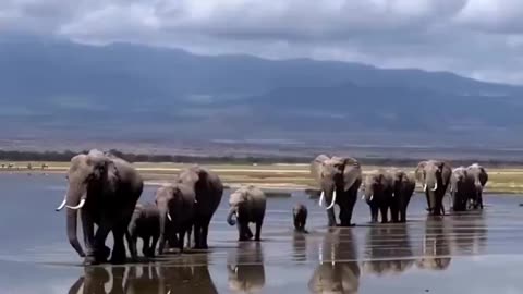 Family walk.. 🐘