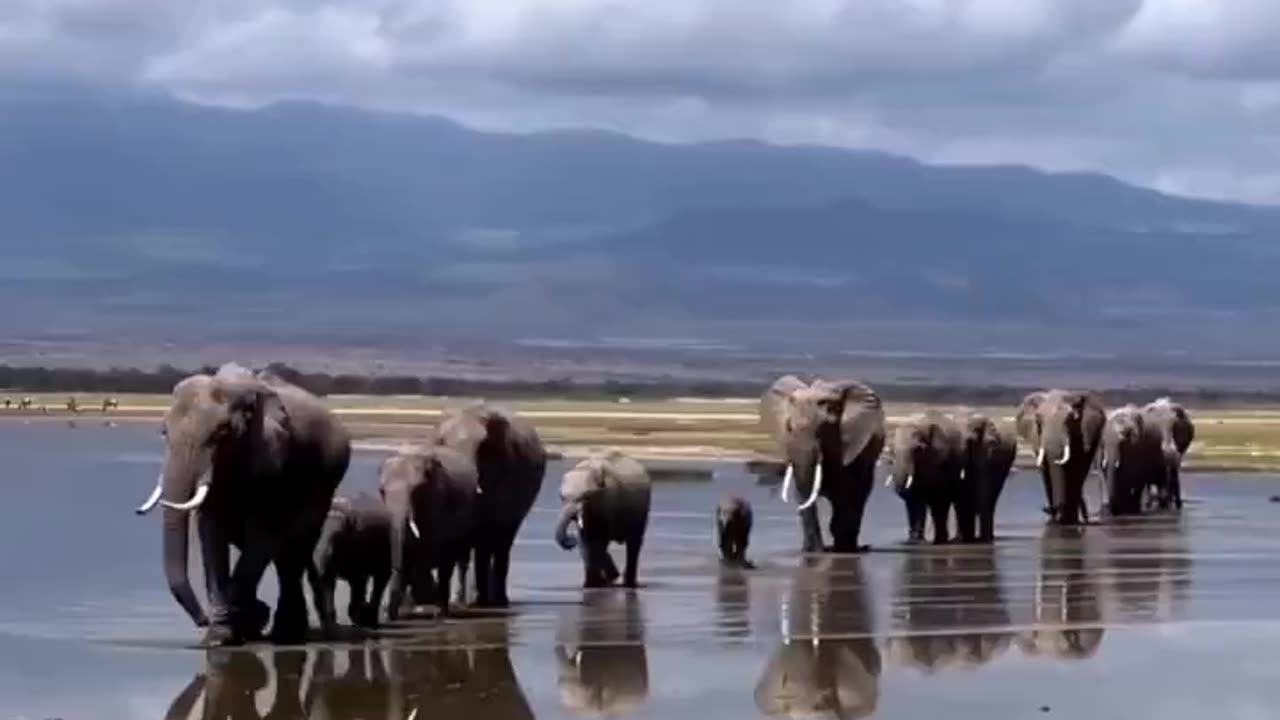 Family walk.. 🐘