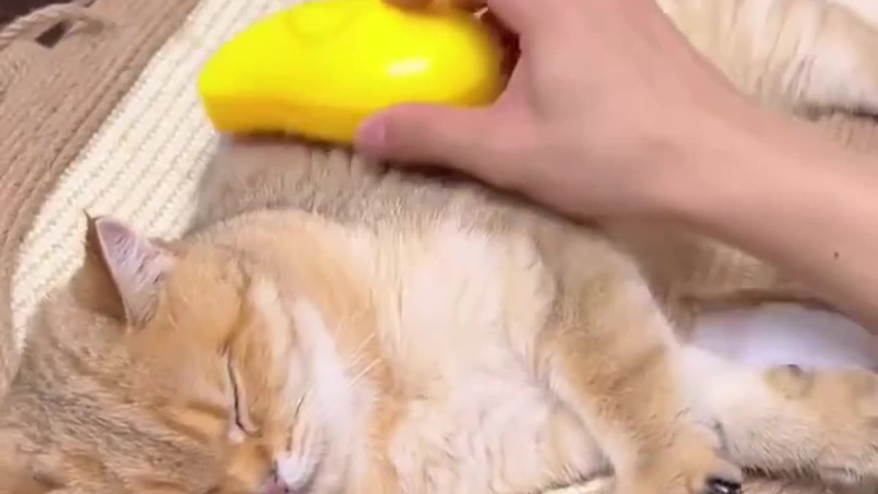 Atomization Spray Grooming Brush Massage Comb for Cats