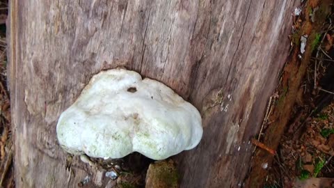 Mushroom